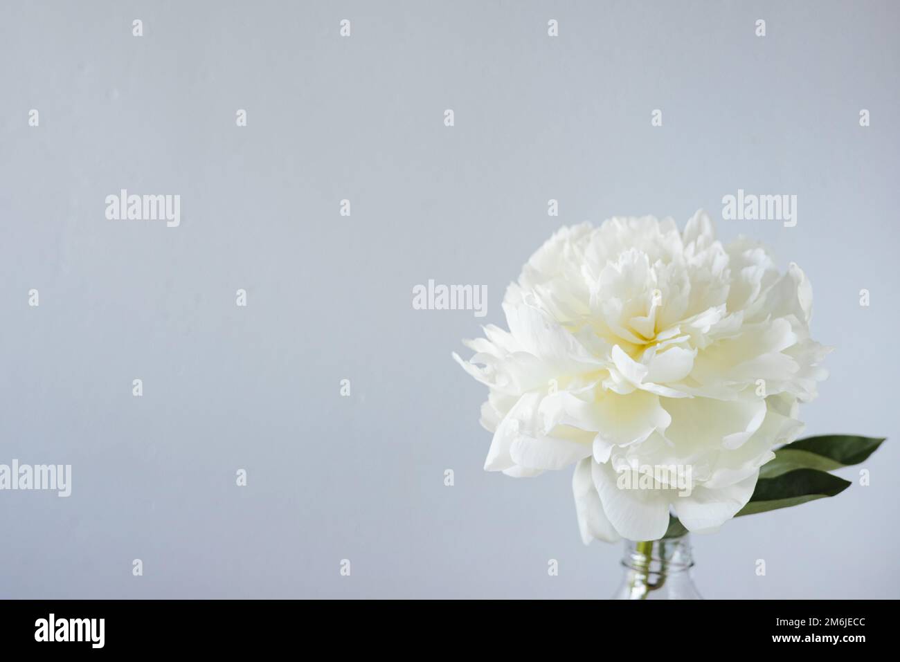 Closeup of beautiful white peony flower in vase on grey wall background with copy space Stock Photo
