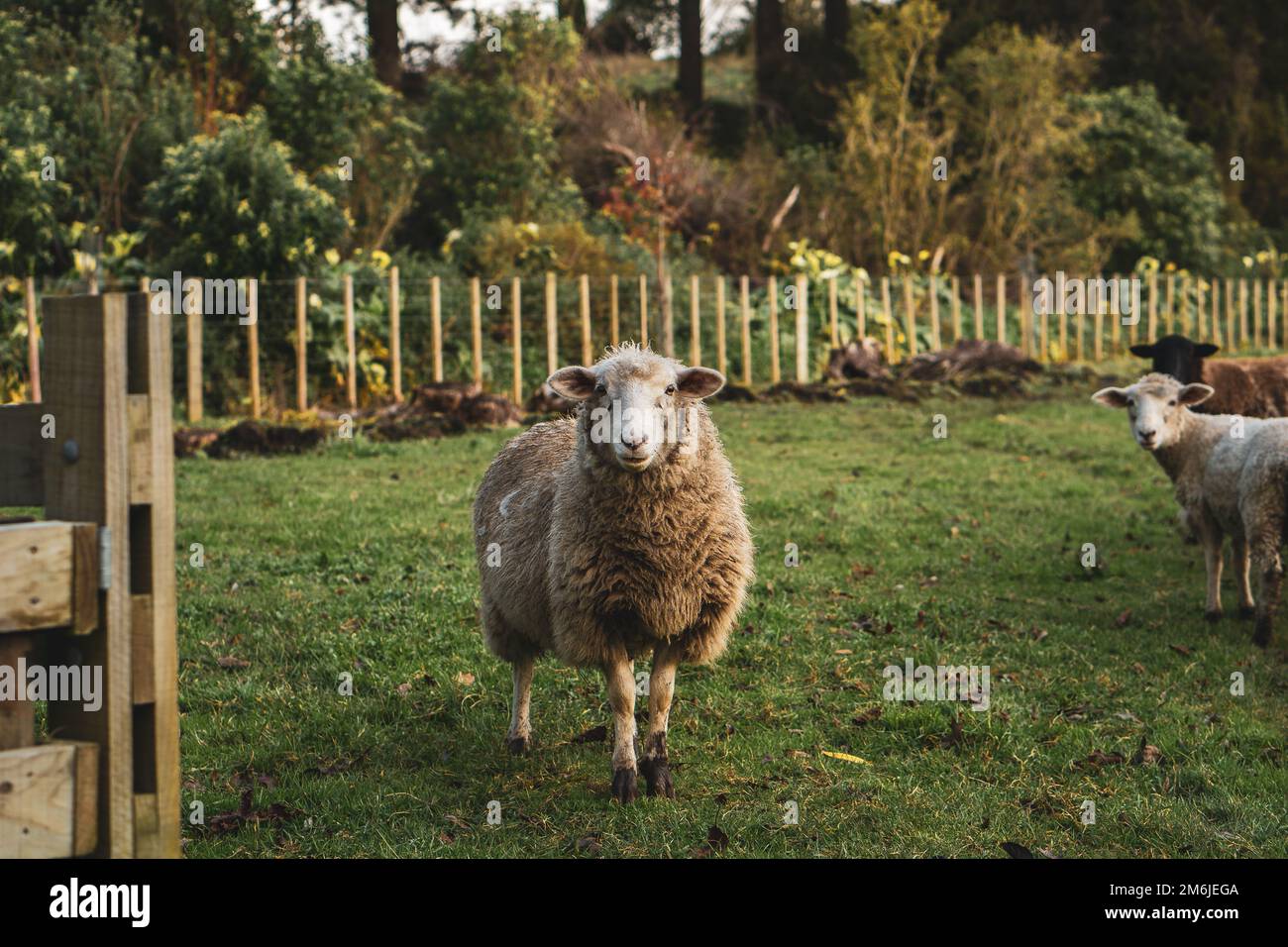 A view of a beautiful sheep in a field looking at the camera Stock ...