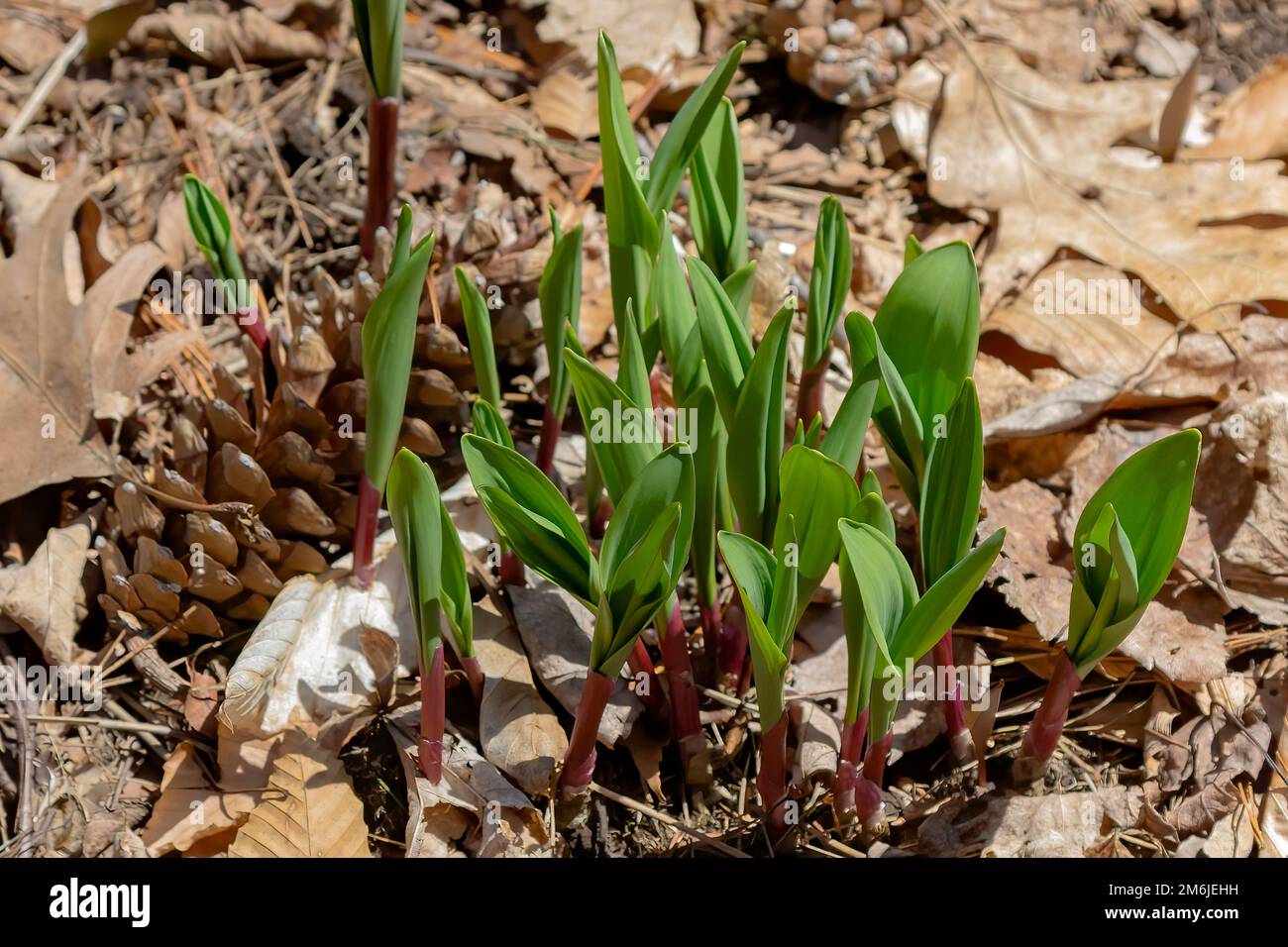 Wild Ramps wild garlic ( Allium tricoccum), commonly known as ramp, ramps, spring onion Stock