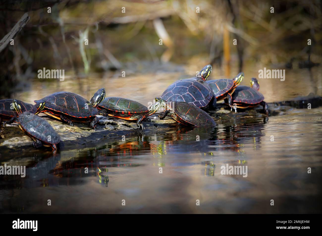 The painted turtle (Chrysemys picta). Stock Photo