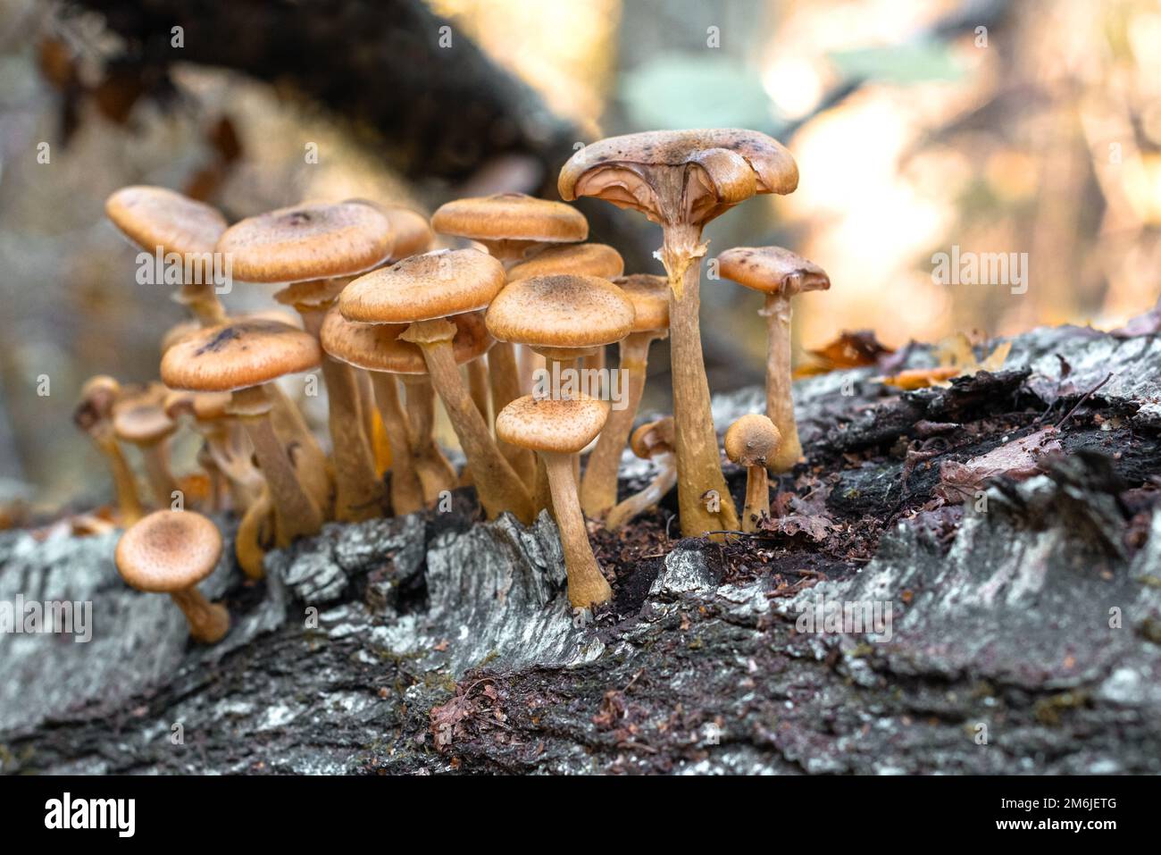Honey fungus Mushrooms at tree stub in autumn forest Stock Photo