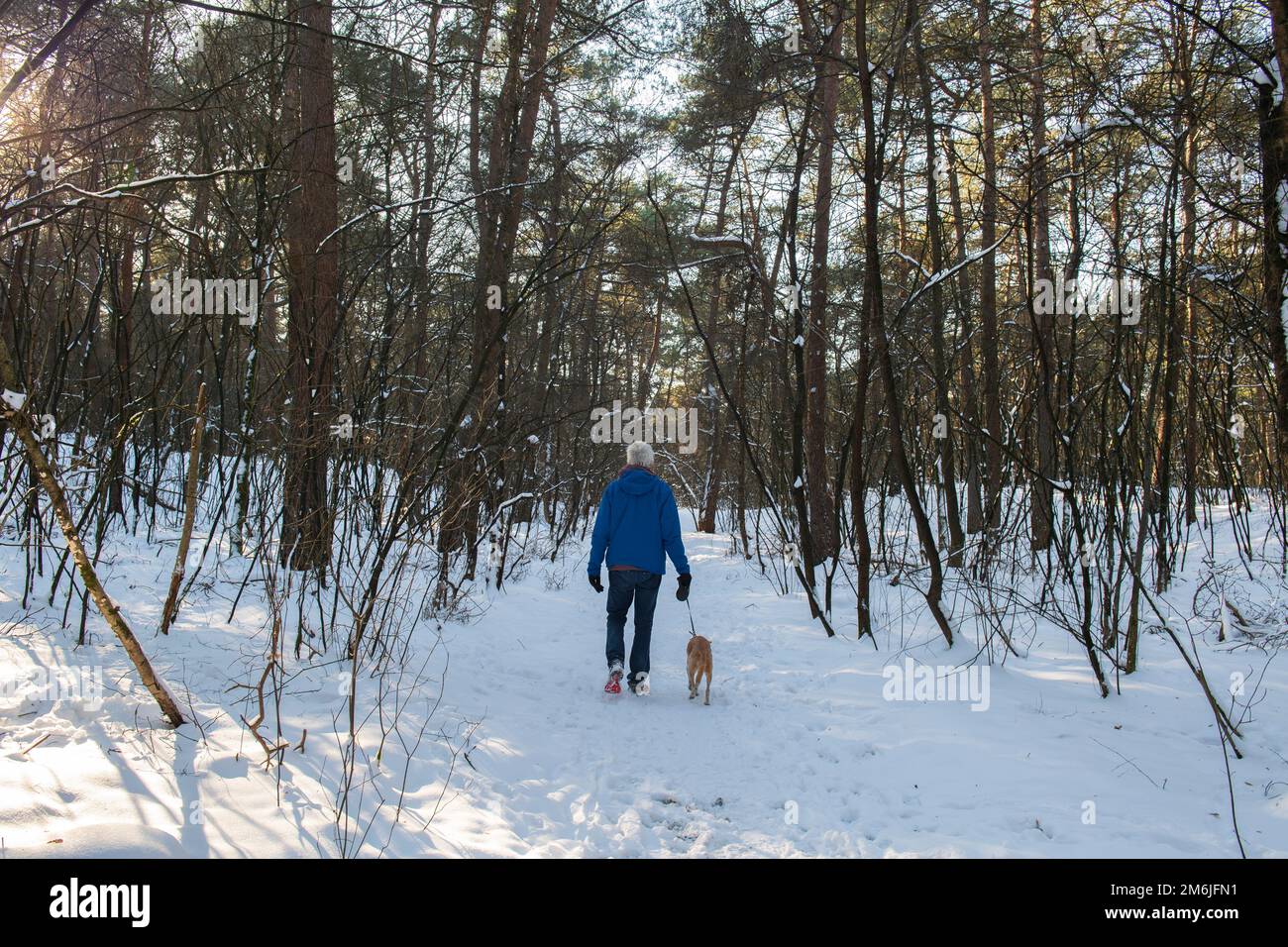 Walking the dog in snow forest Stock Photo - Alamy