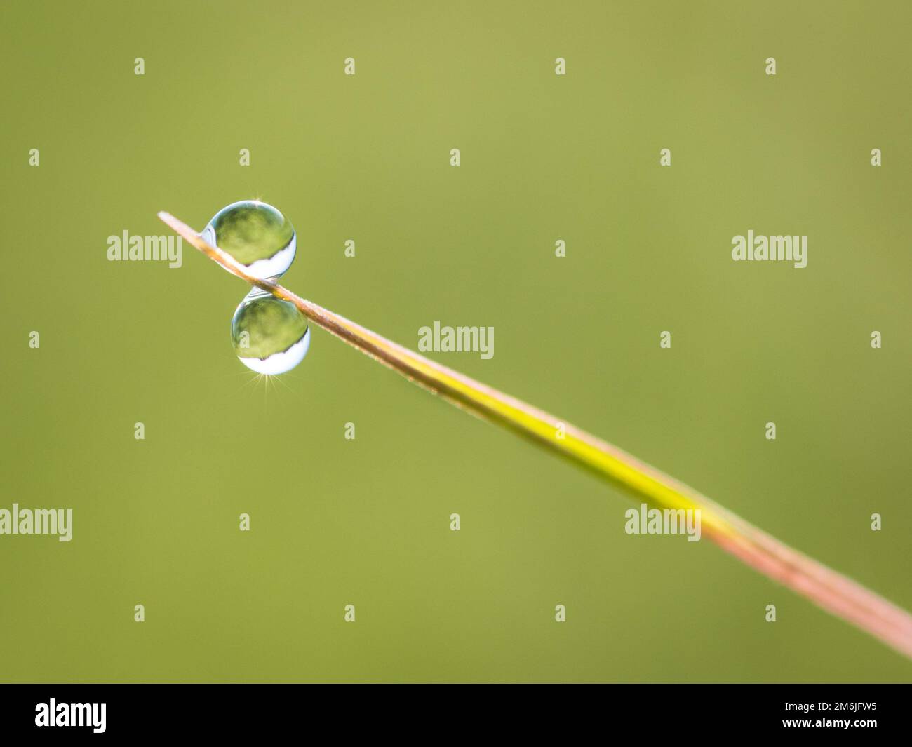 Water drops on grass in spring Stock Photo