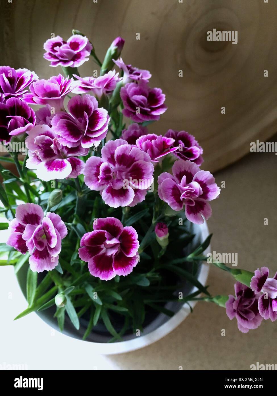 Small dianthus flowers, called pink kisses, in the white pot Stock Photo Alamy