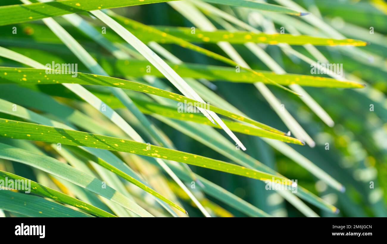 Green leaves close up view. Carbon neutral future. Green background Stock Photo