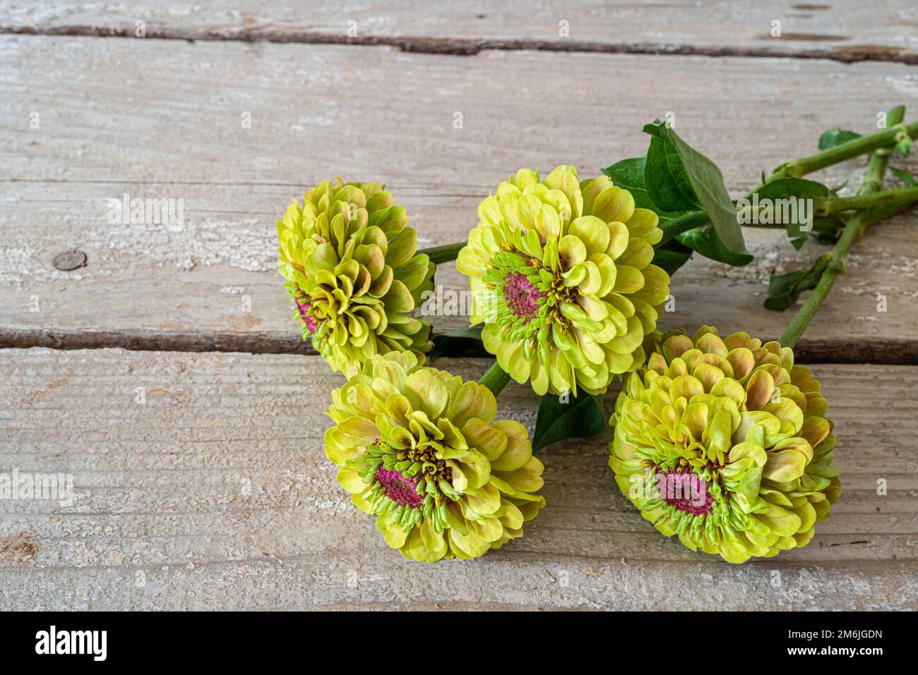 A bunch of lime green zinnia flowers on an old wooden table. Stock Photo