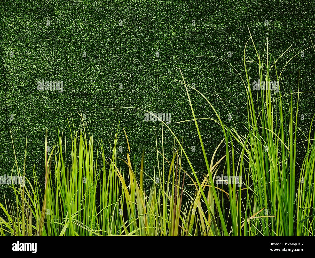 Grass green wall natural hi-res stock photography and images - Alamy