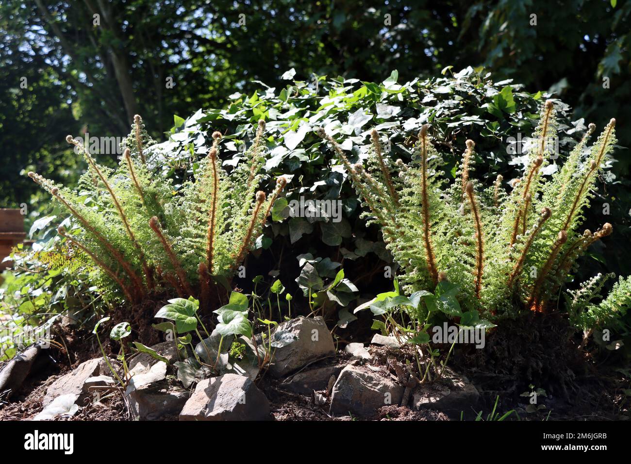 Downy feather filigree fern - Polystichum setiferum 'Plumosum Densum'. Stock Photo