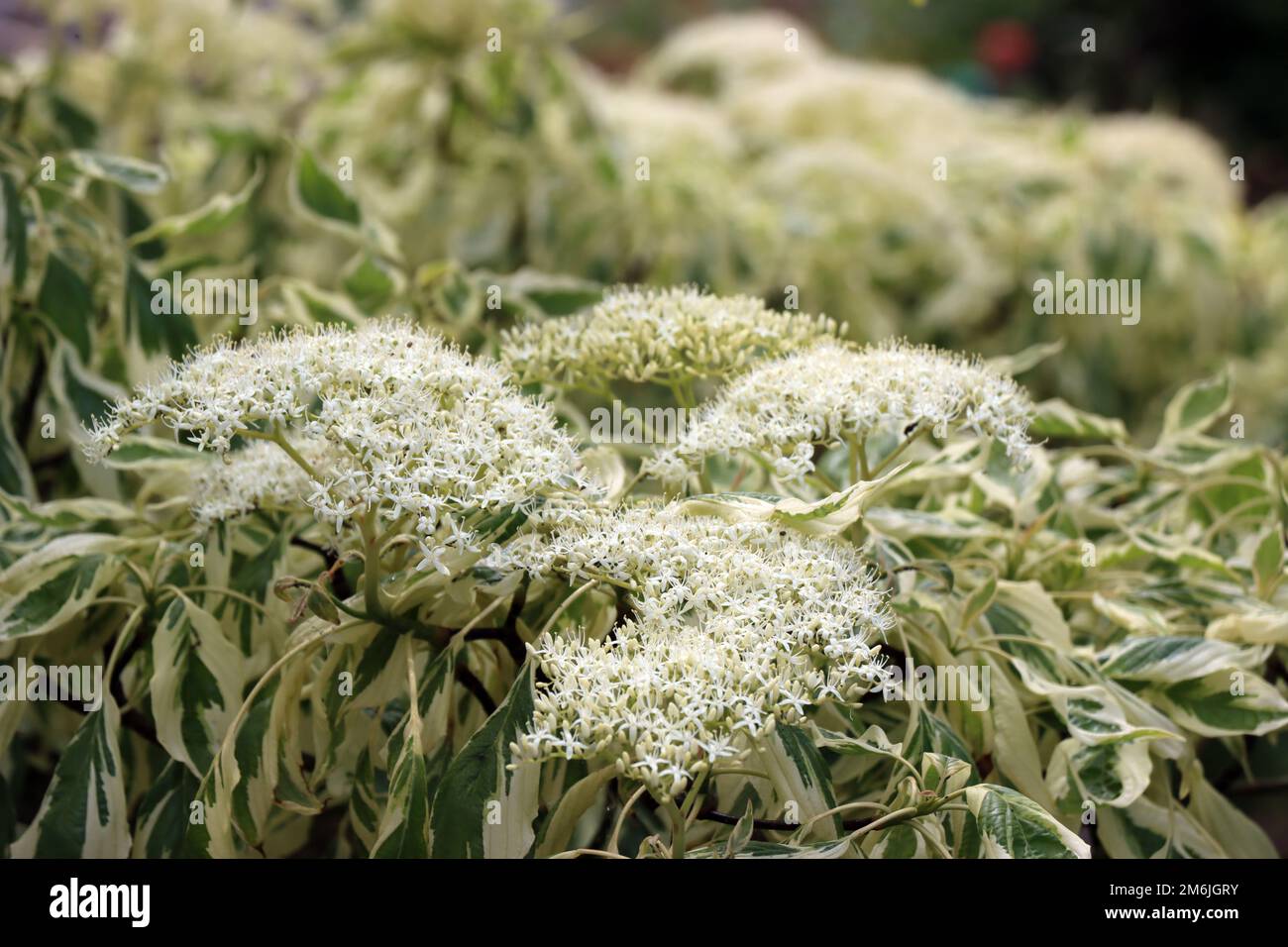 Dogwood cornus alba elegantissima hi-res stock photography and images -  Alamy