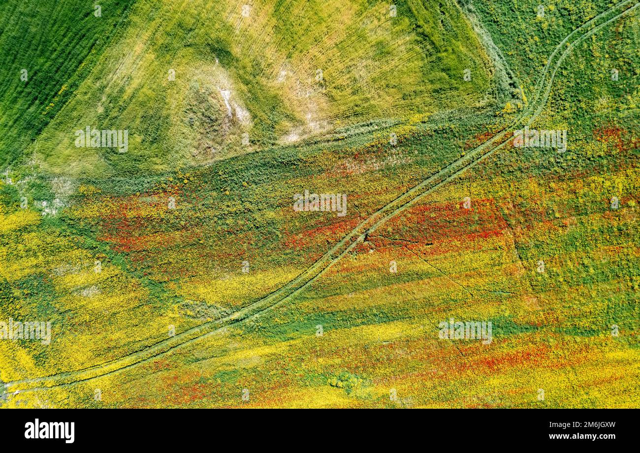 Drone aerial field with yellow blooming and red flowers. Spring landscape background Stock Photo
