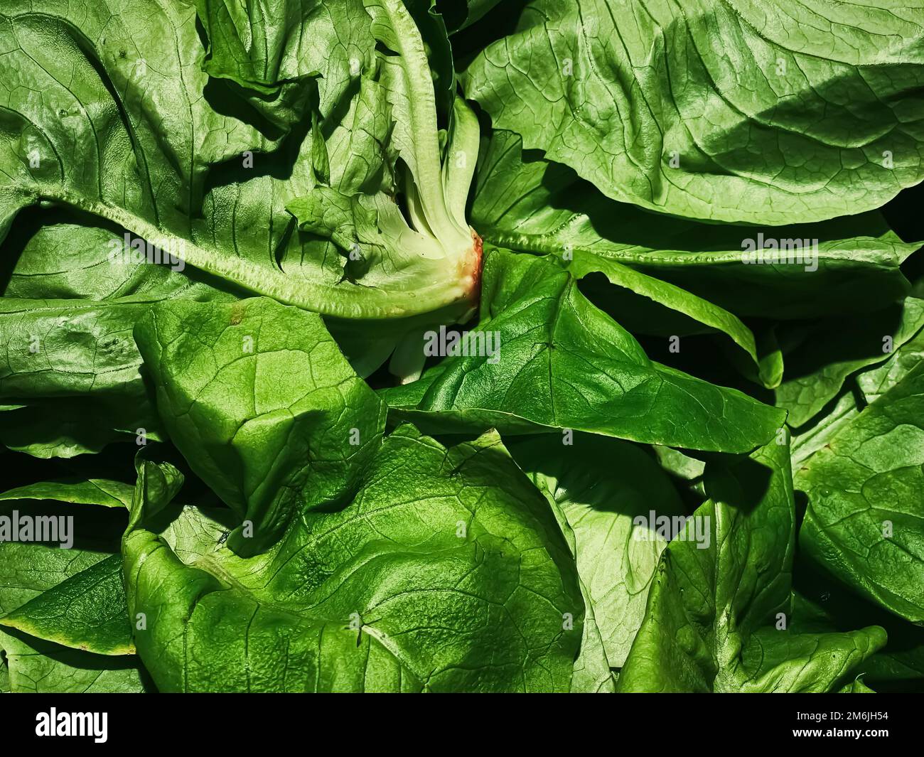 Healthy organic vegetable salad hi-res stock photography and images - Alamy