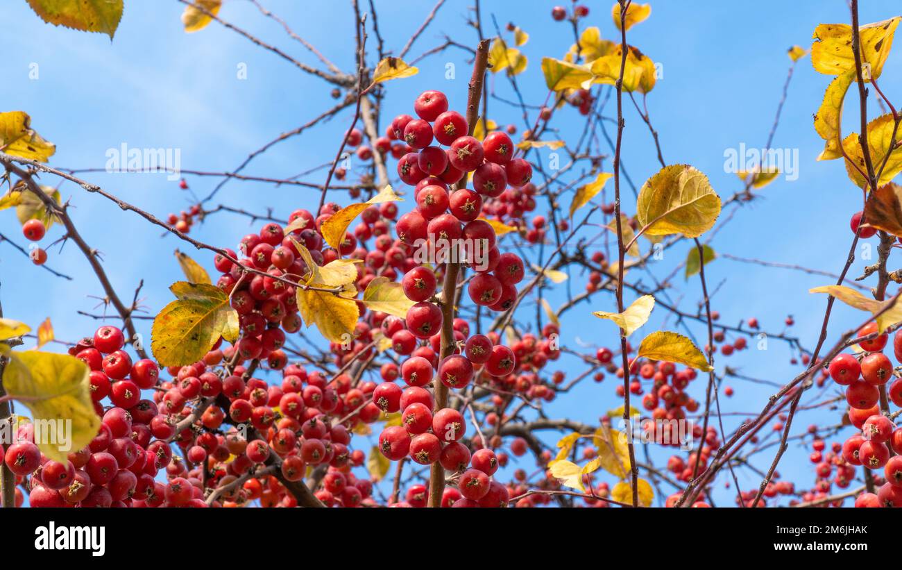 Chinese Apple Tree With Small Apples, Heavenly Apples, Close-up, Autumn,  Beautiful Stock Photo, Picture and Royalty Free Image. Image 110687252.