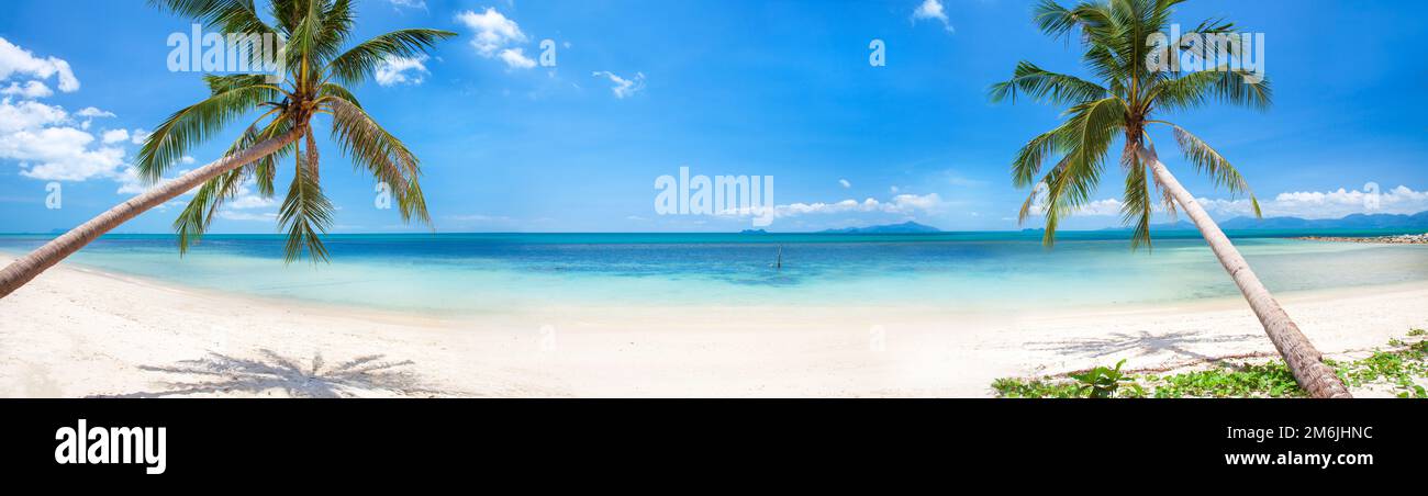 Panorama of tropical beach with coconut palm trees Stock Photo - Alamy