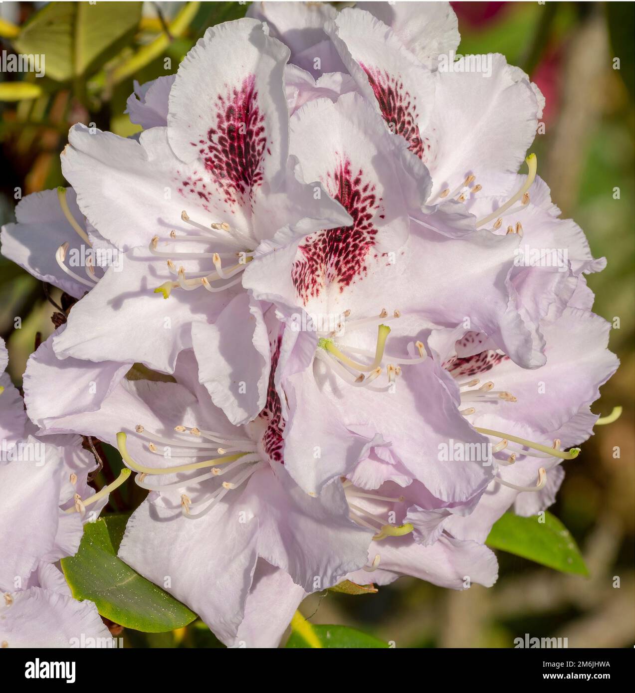 Blooming white rhododendron flowers in the garden. Close up. Detail. Macro. Stock Photo