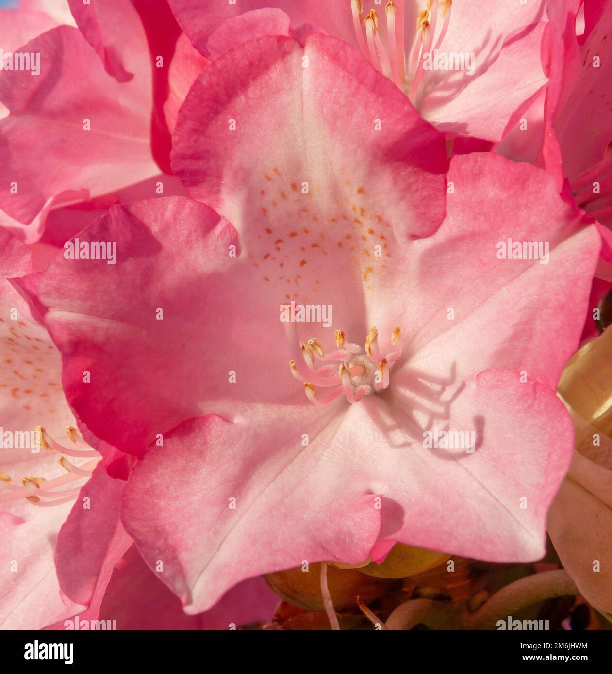 Blooming red rhododendron flowers in the garden. Close up. Detail. Macro. Stock Photo