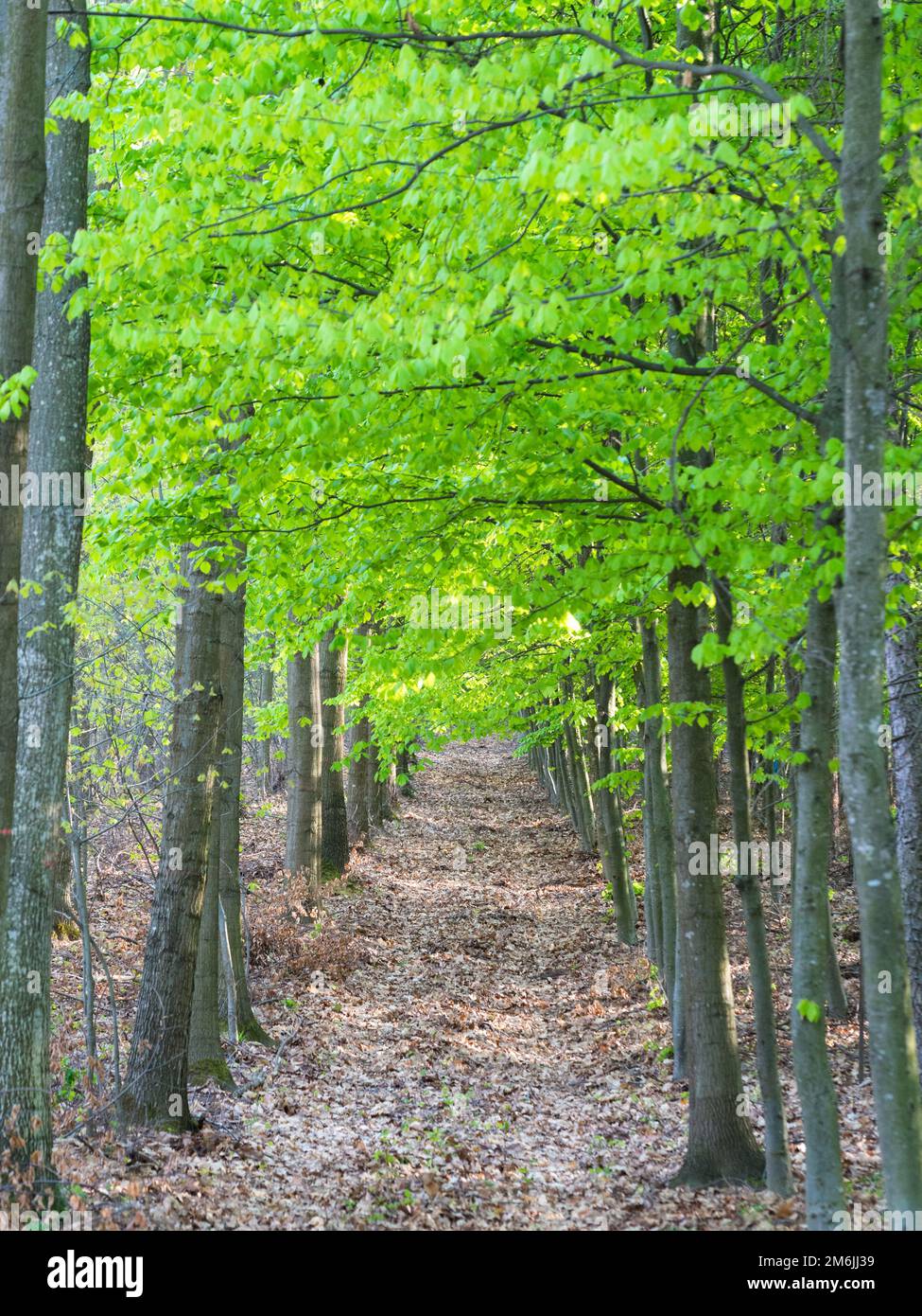 Tree alley at spring with small path Stock Photo