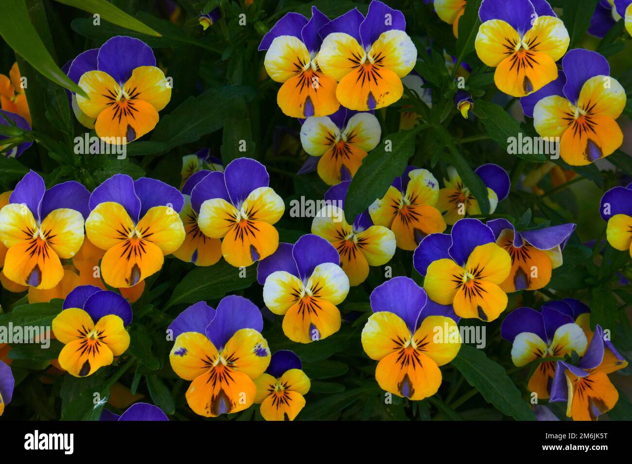 Horned violets Stock Photo