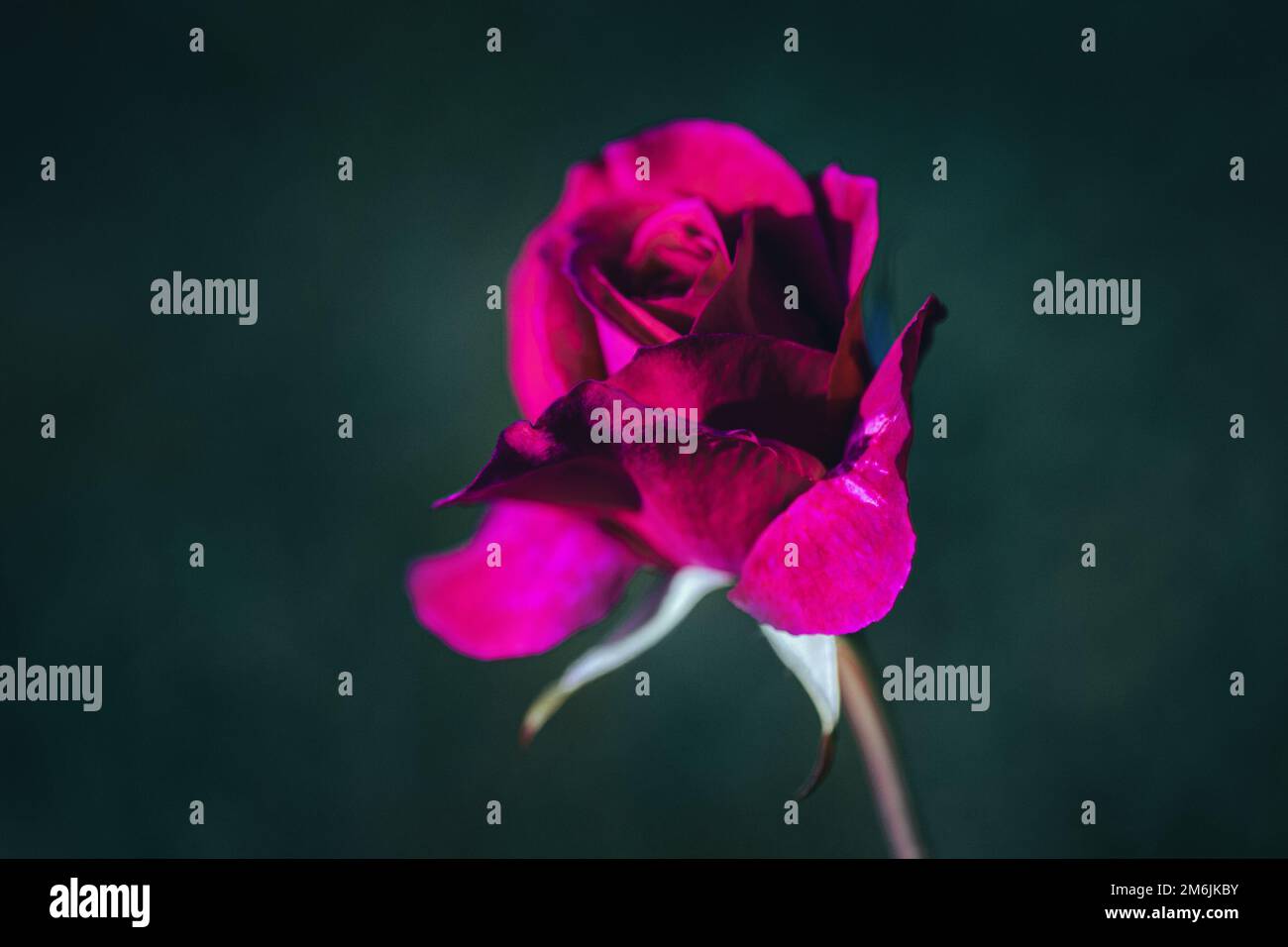 Crimson pink english rose on dark green background, copy space Stock Photo