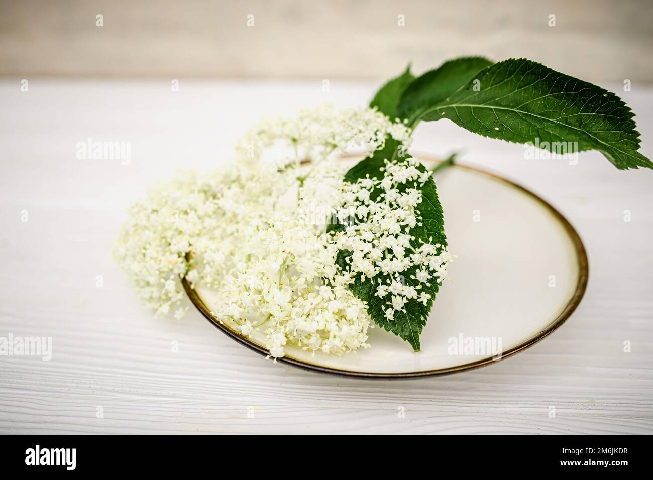 Freshly cut elderberry flowers on a plate with a gold rim. Beautiful