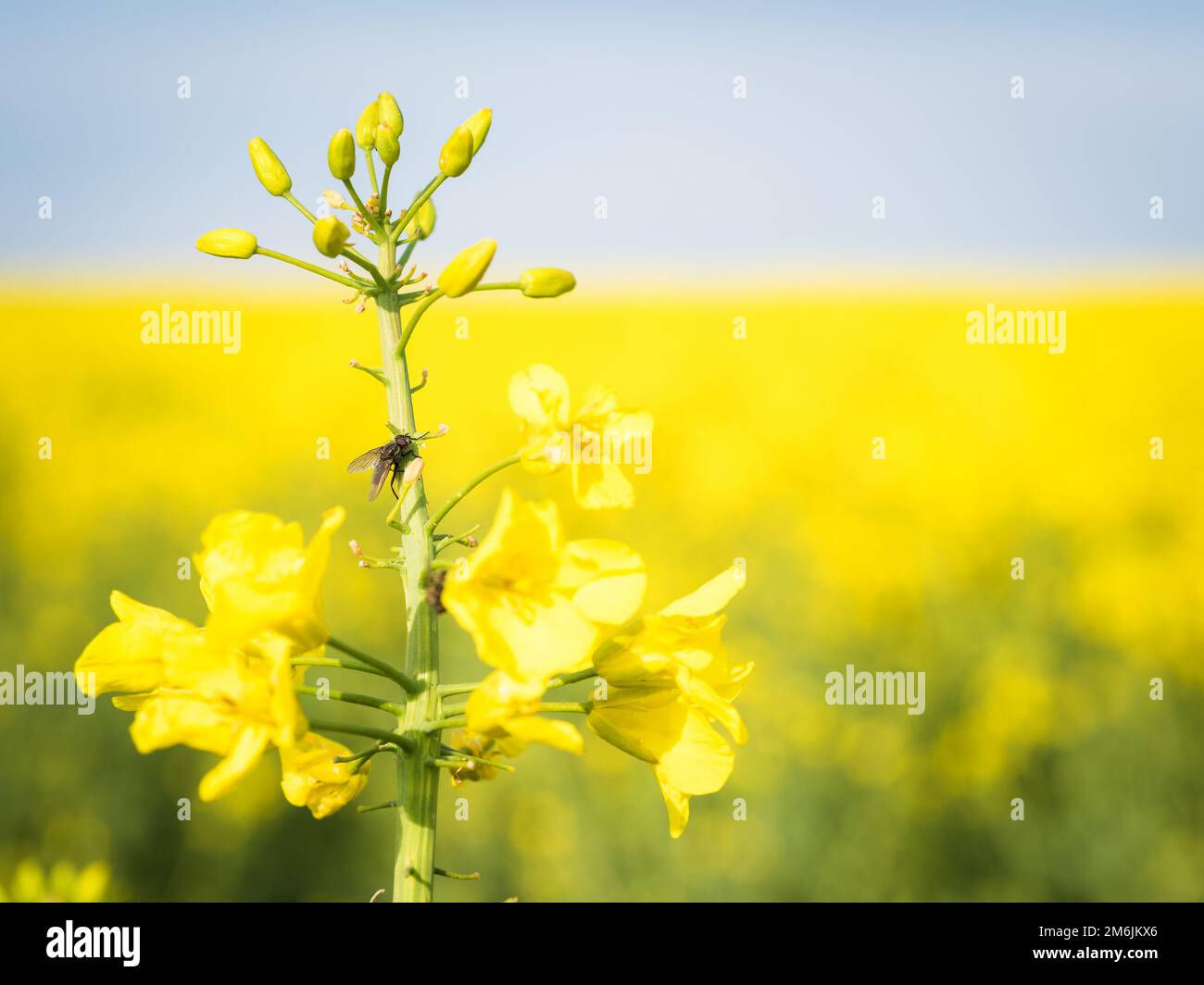 Macro Photo of a small fly on rapeseed in front of the setting sun Stock Photo