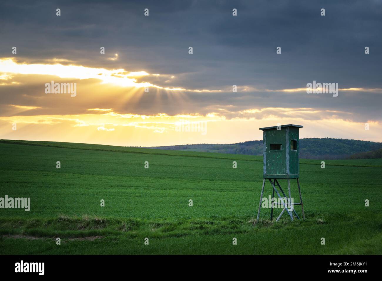 Deer stand (tree stand) beside field and forest at sunset light Stock