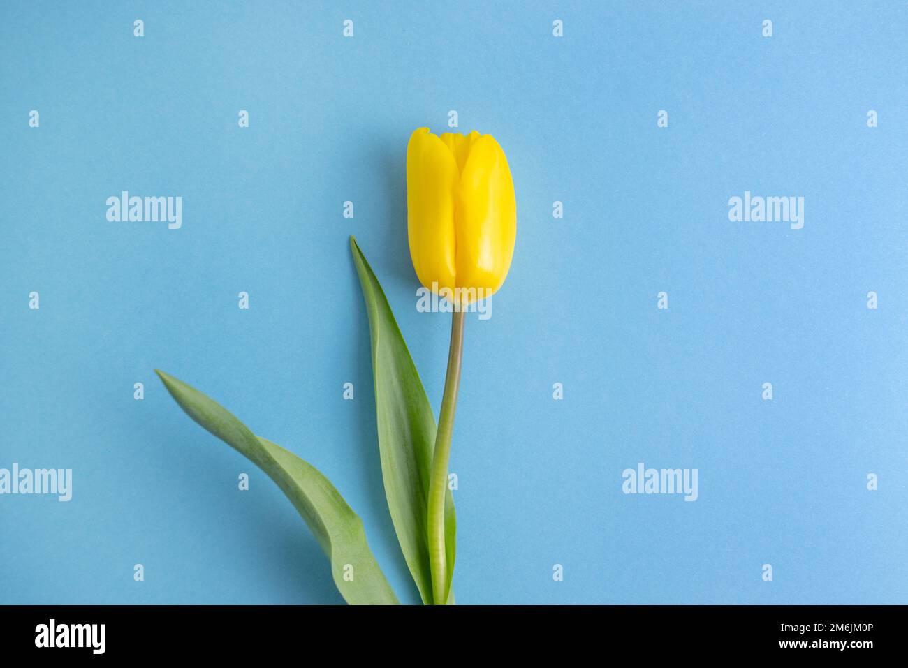 Yellow tulip flower on blue background.Russia ukraine conflict. Ukraine flag color. Border conflict. Russia vs ukraine. War conc Stock Photo