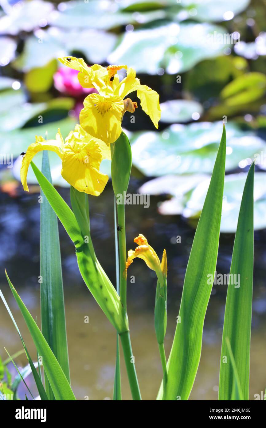 SumpfSchwertlilie (Iris pseudacorus) auch Gelbe Schwertlilie und
