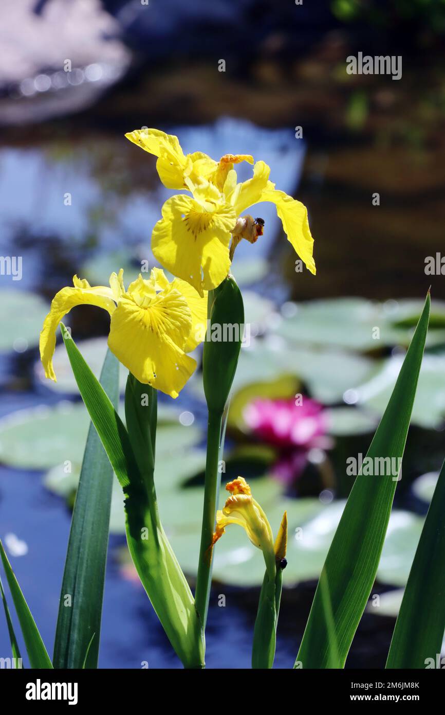 SumpfSchwertlilie (Iris pseudacorus) auch Gelbe Schwertlilie und