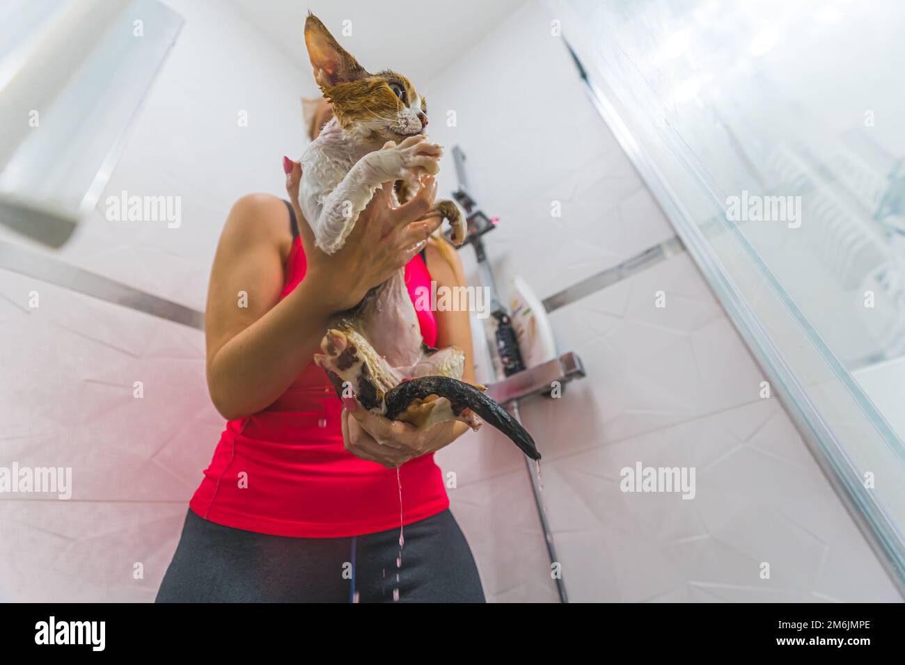 Low angle shot of a wet cat held by a woman in a shower. Pet concept. High quality photo Stock Photo