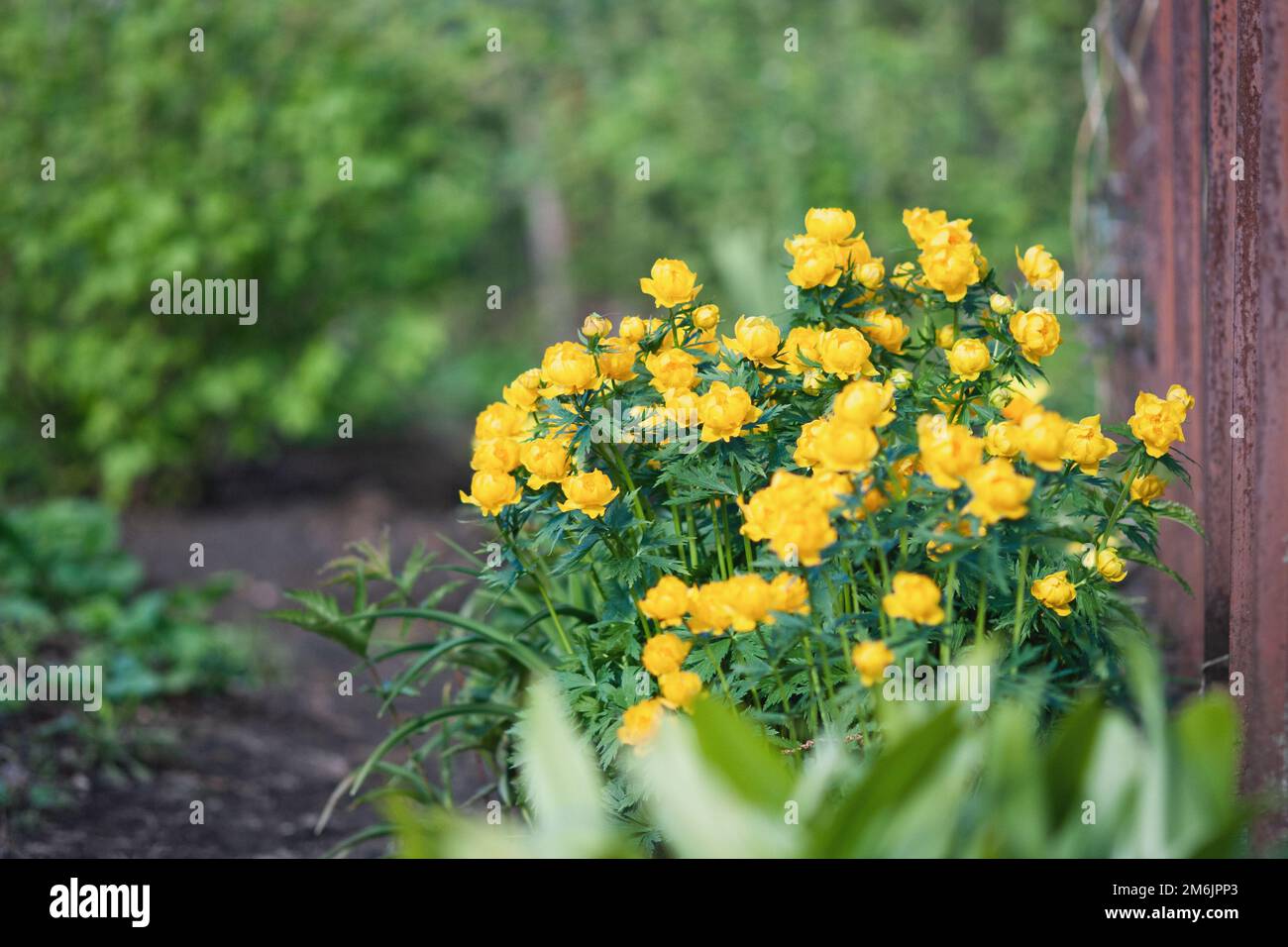 Trollius asiaticus plant blooming with yellow flowers in the garden Stock Photo