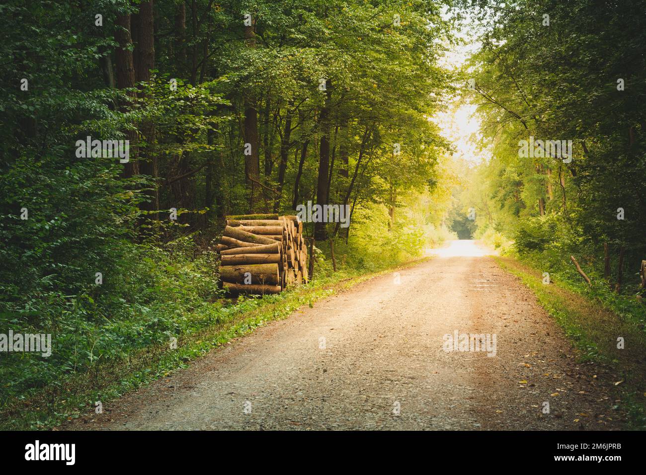 Dirt road through a moody green forest Stock Photo