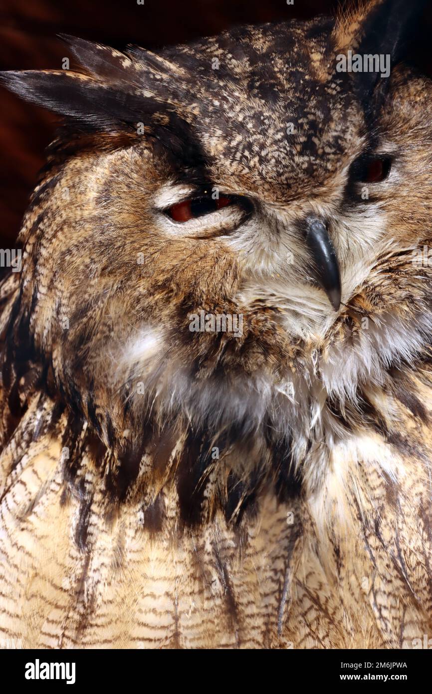 Uhu (Bubo bubo) in einem Tierpark, NordrheinWestfalen, Deutschland