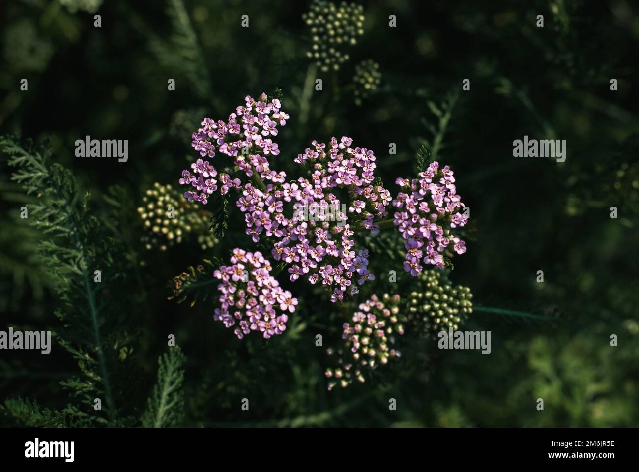 Pink yarrow at night, medicinal herb, milfoil plant blooming in the evening garden Stock Photo