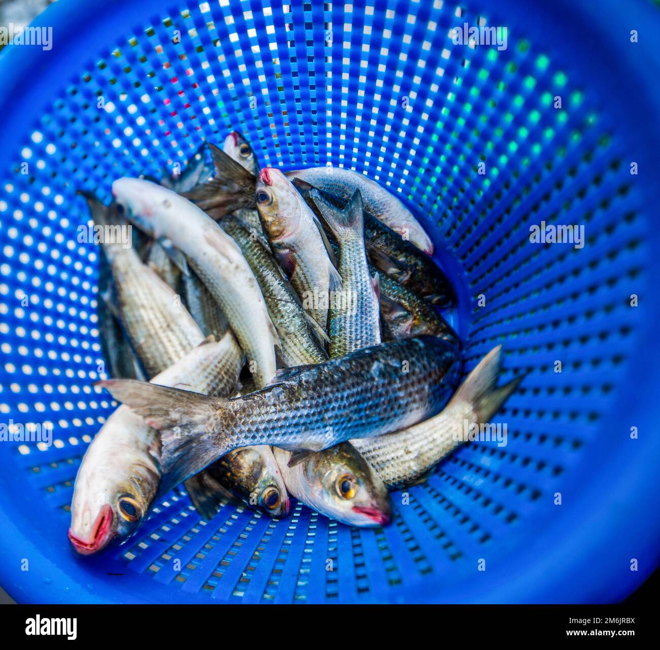 Gulf Seafood Market Pensacola, FL Stock Photo Alamy