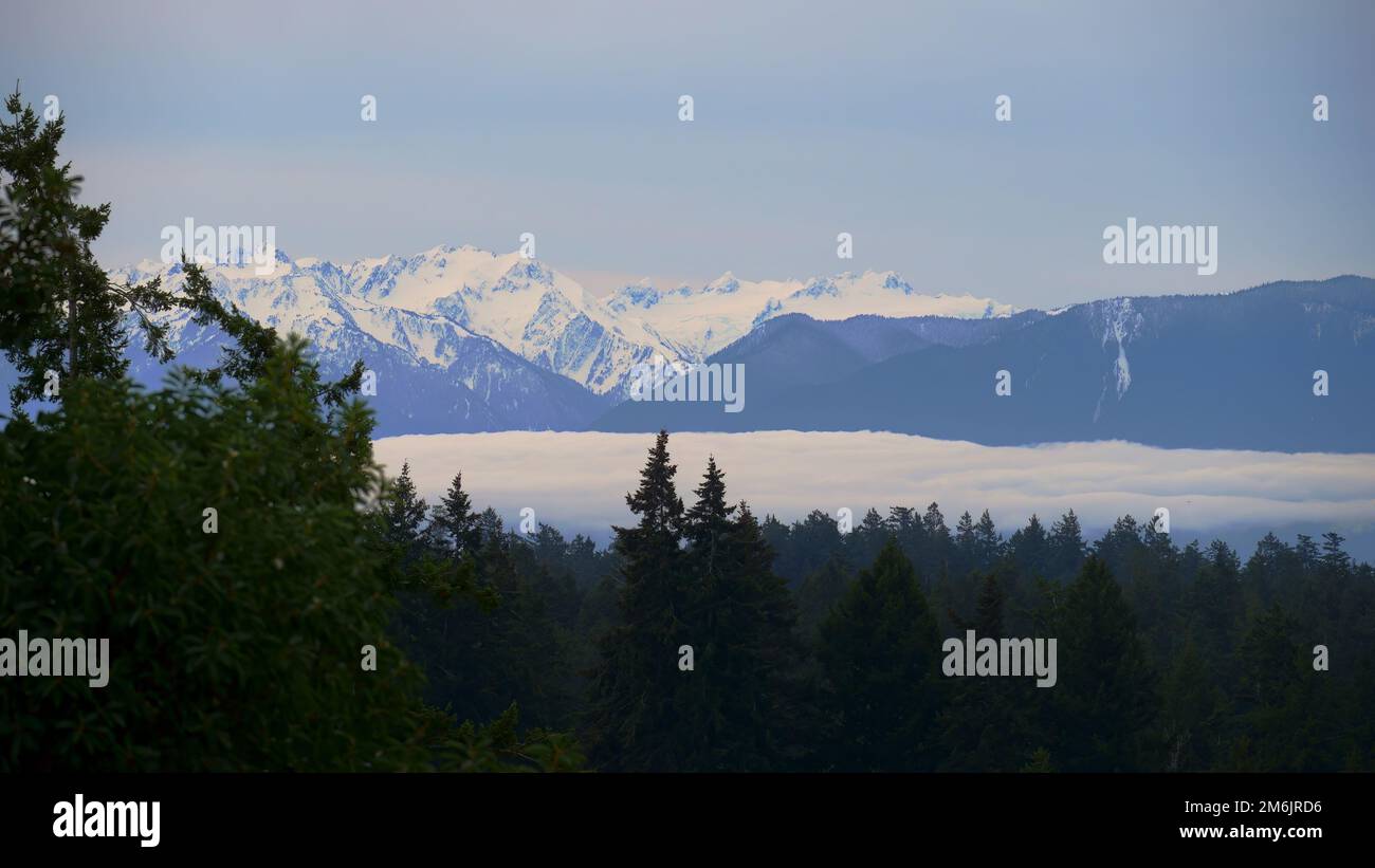 Olympic mountain range, Hurricane Ridge and a fog bank behind an evergreen forest Stock Photo
