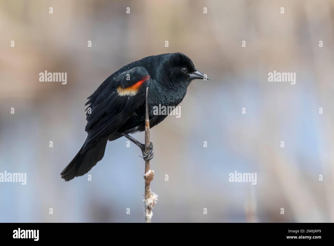 The red-winged blackbird (Agelaius phoeniceus) Stock Photo