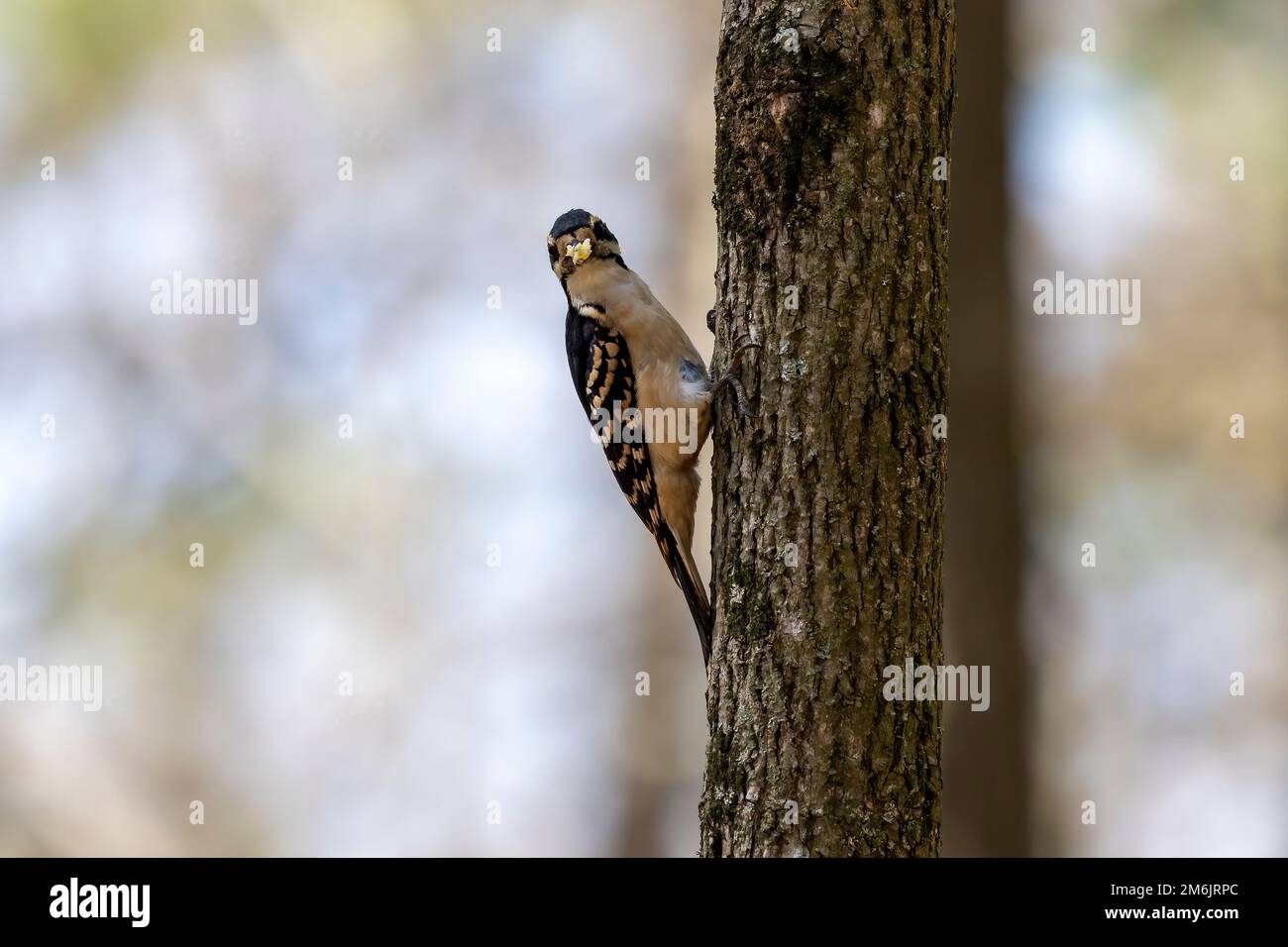 The hairy woodpecker (Leuconotopicus villosus). Stock Photo