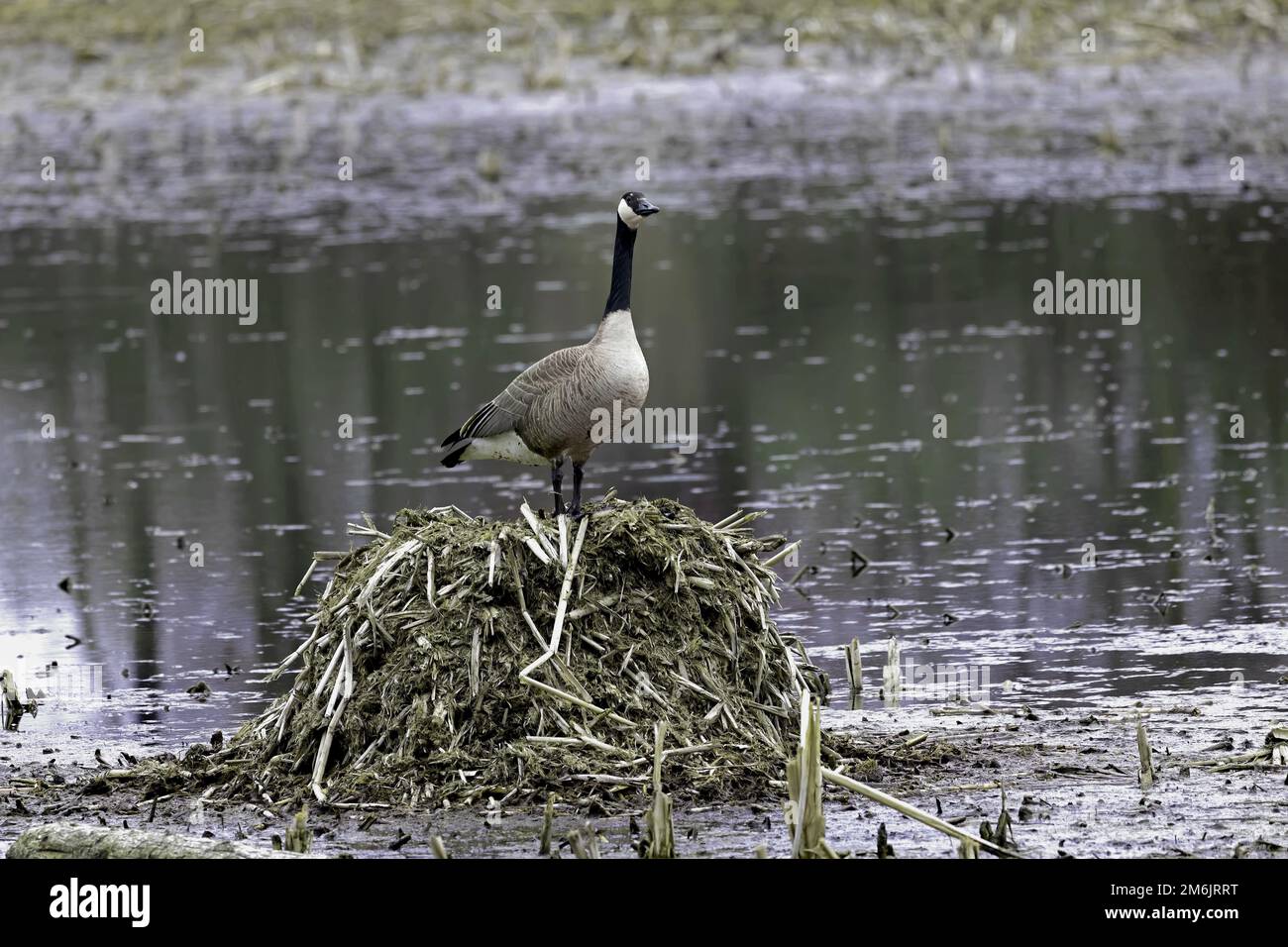Canada goose (Branta canadensis) in the swamp Stock Photo