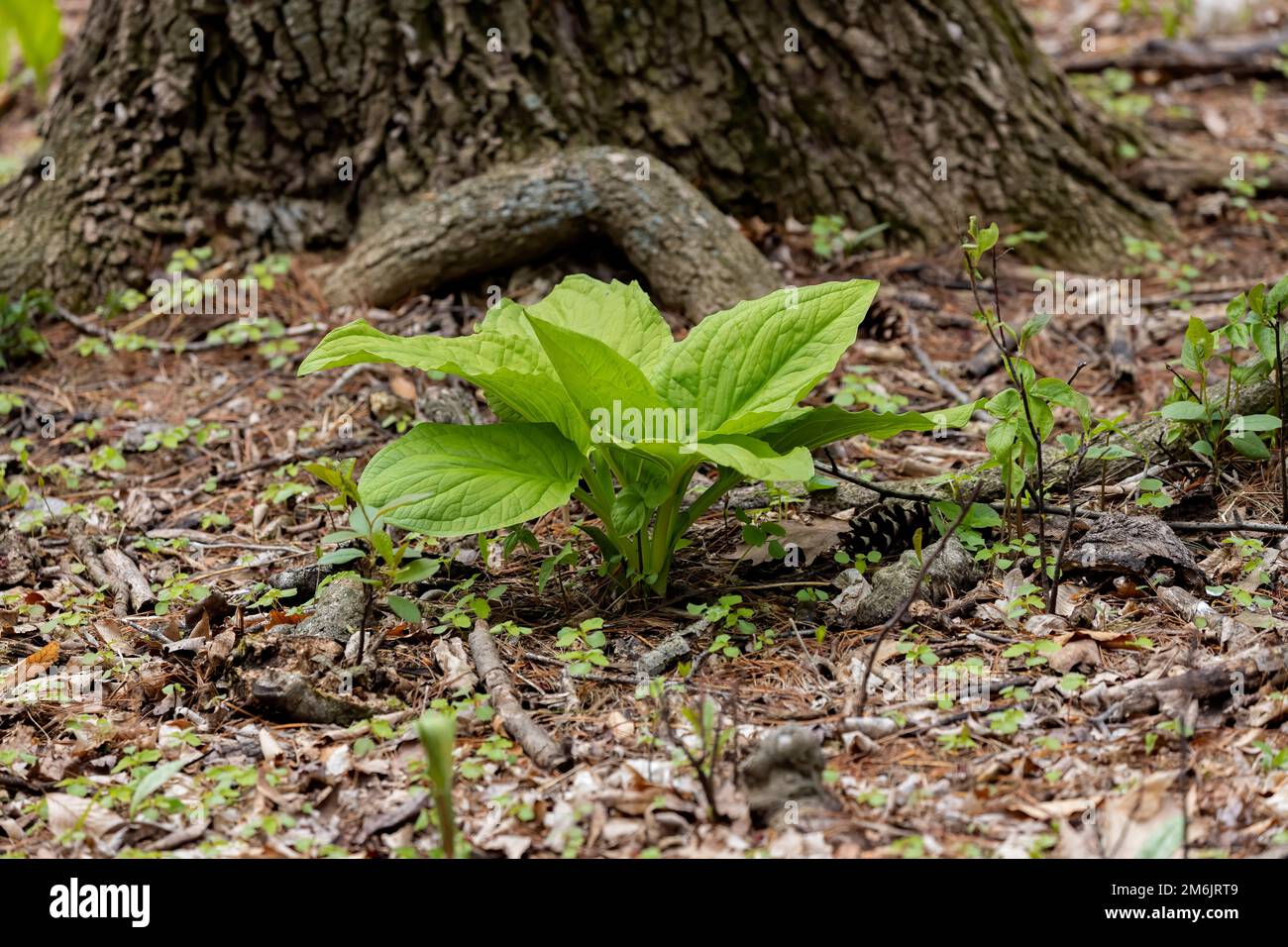 Skunk cabbage. Growing green leaves of the first spring plants in Wisconsin. Stock Photo
