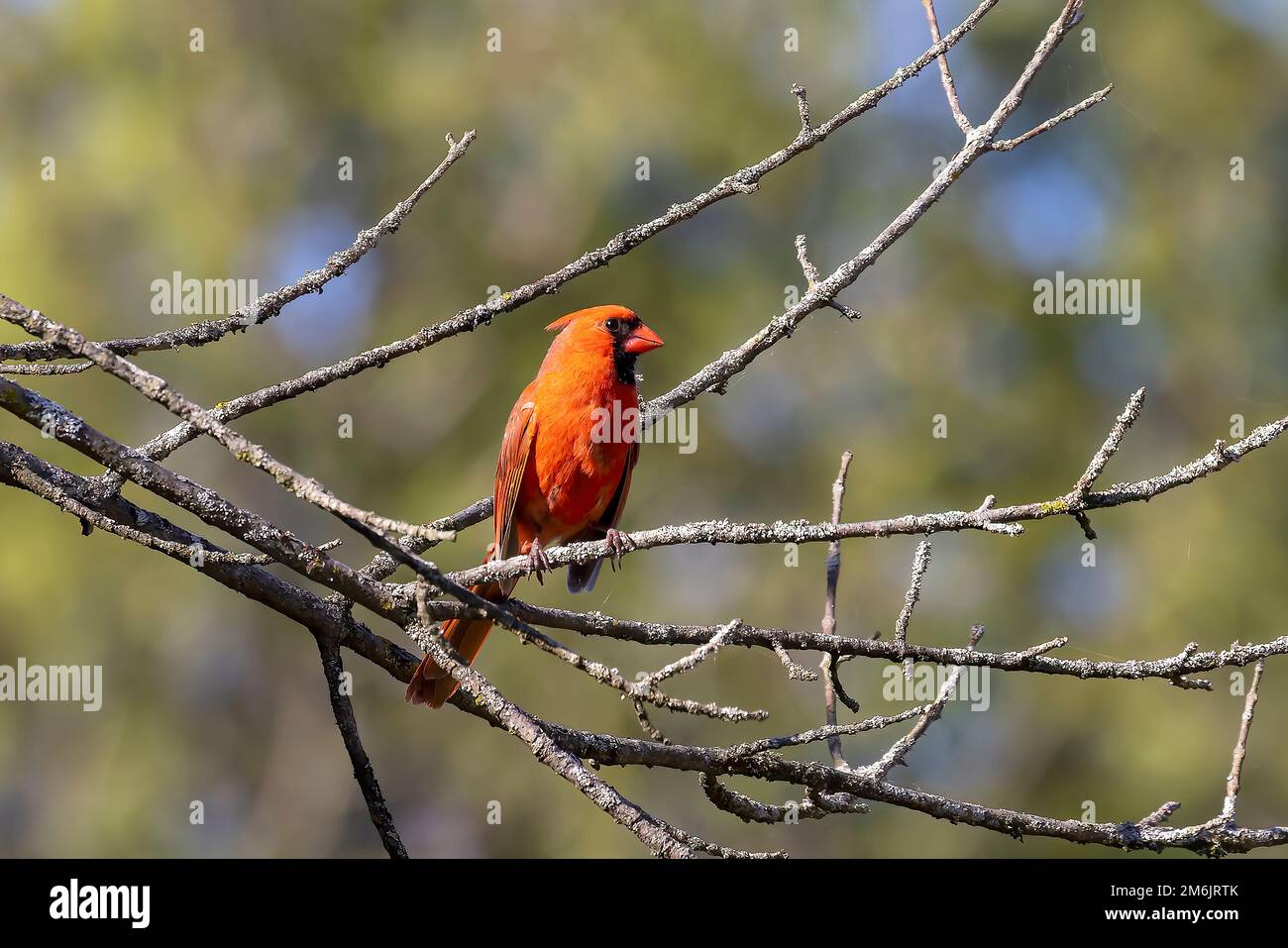 The northern cardinal (Cardinalis cardinalis) Stock Photo