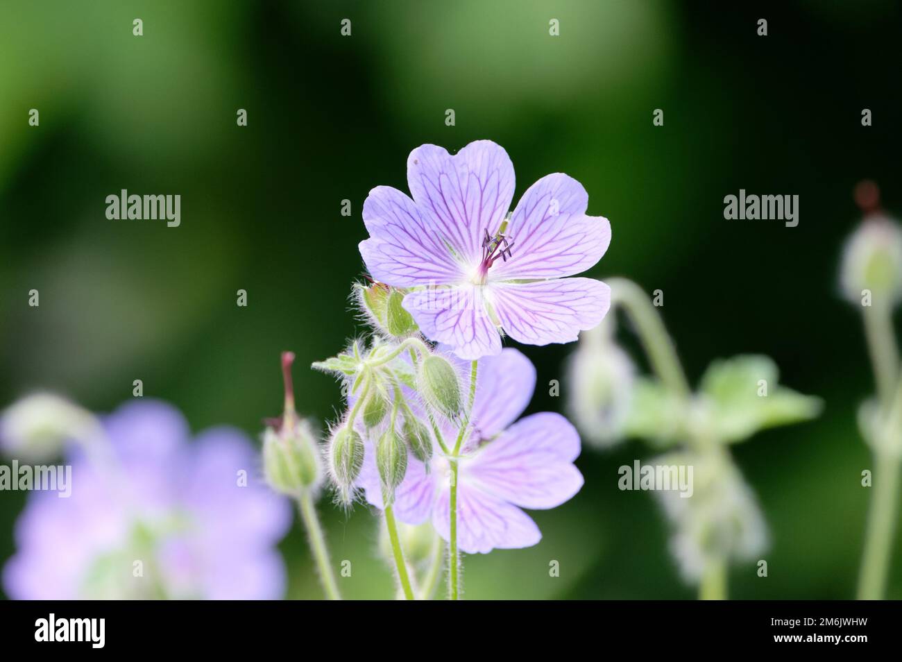 geranium pratense close up of blue flowers and hairy buds of meadow cranesbill Stock Photo