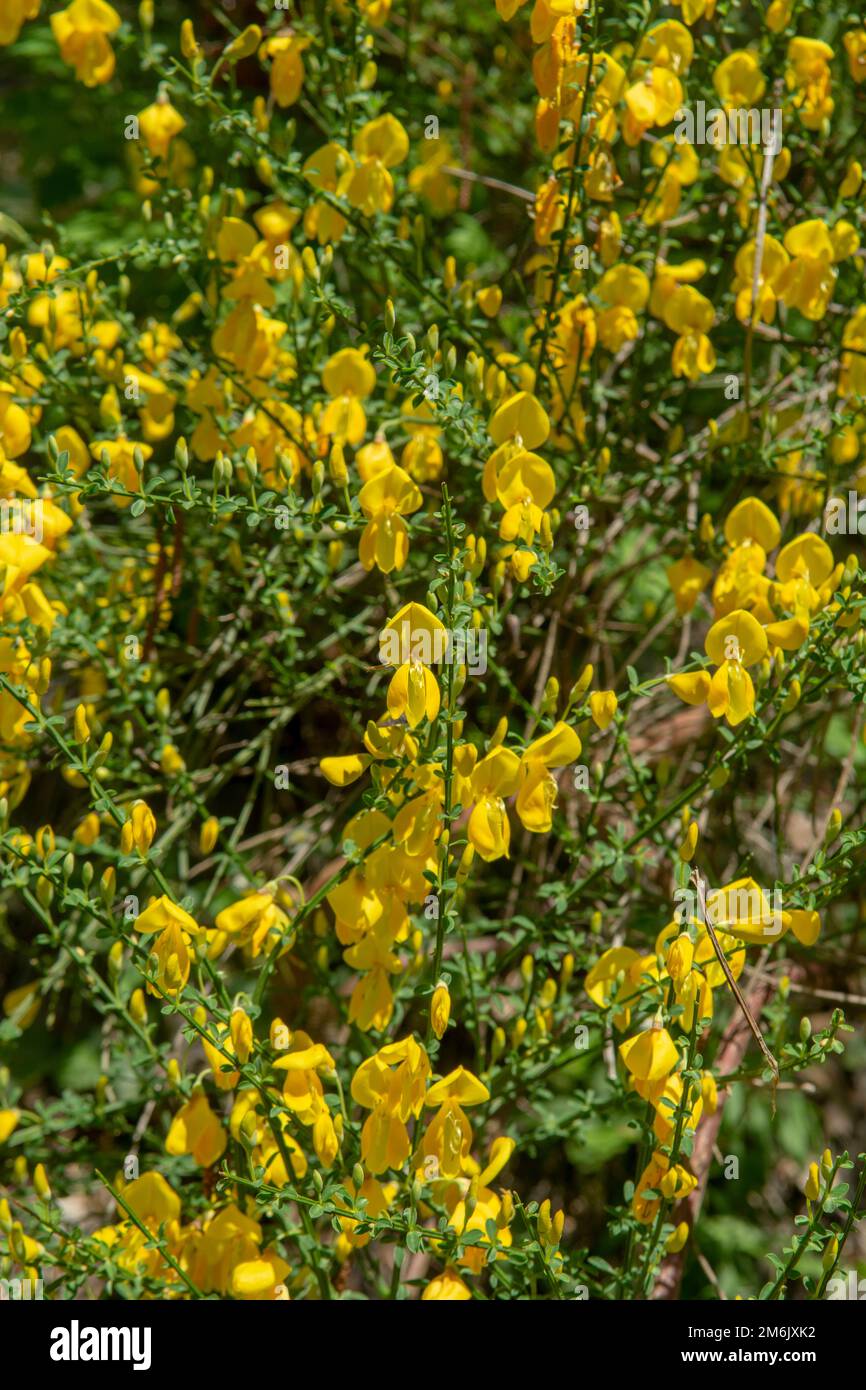 Blooming yellow flowers of Cytisus scoparius ( Sarothamnus scoparius) also known as The common broom or Scotch broom . Stock Photo