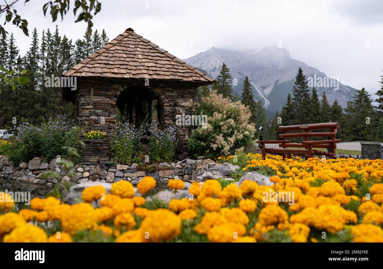 A beautiful Tagetes erecta, marigold field in the scenic Cascade of Time Garden in Banff, Canada Stock Photo