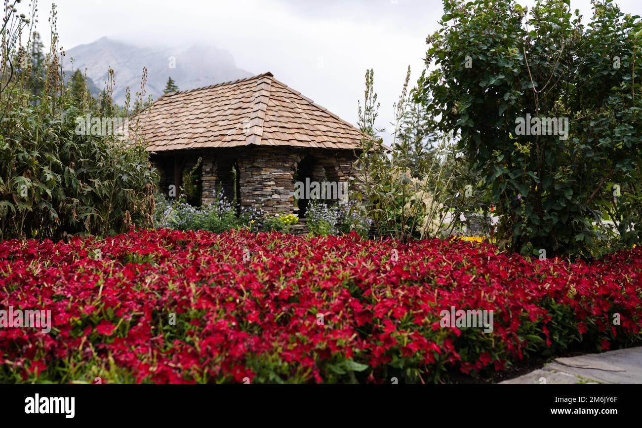 The blossomed pink petunias in the scenic Cascade of Time Garden in Banff, Canada Stock Photo