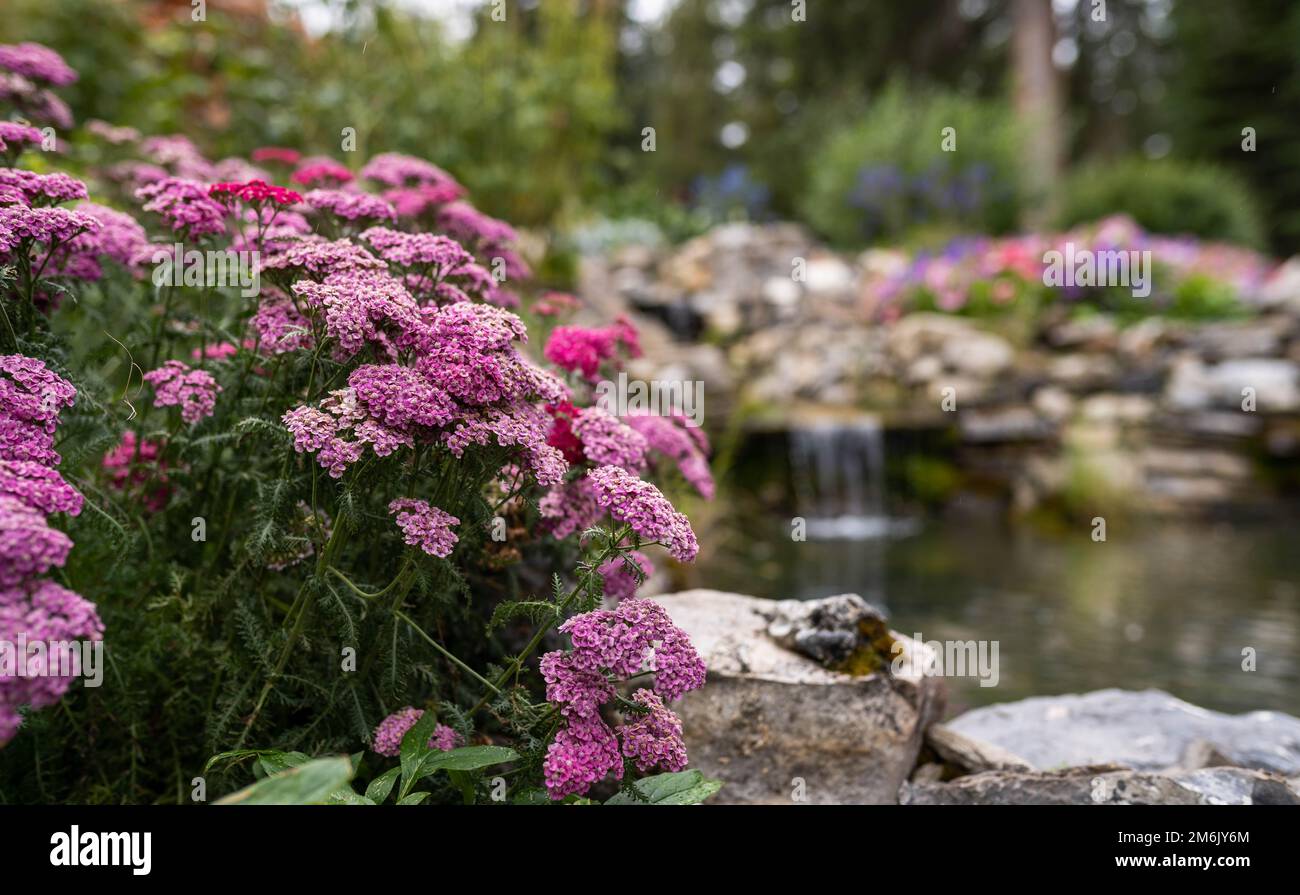The blossomed pink Yarrow, achillea seeds in the scenic Cascade of Time Garden in Banff, Canada Stock Photo