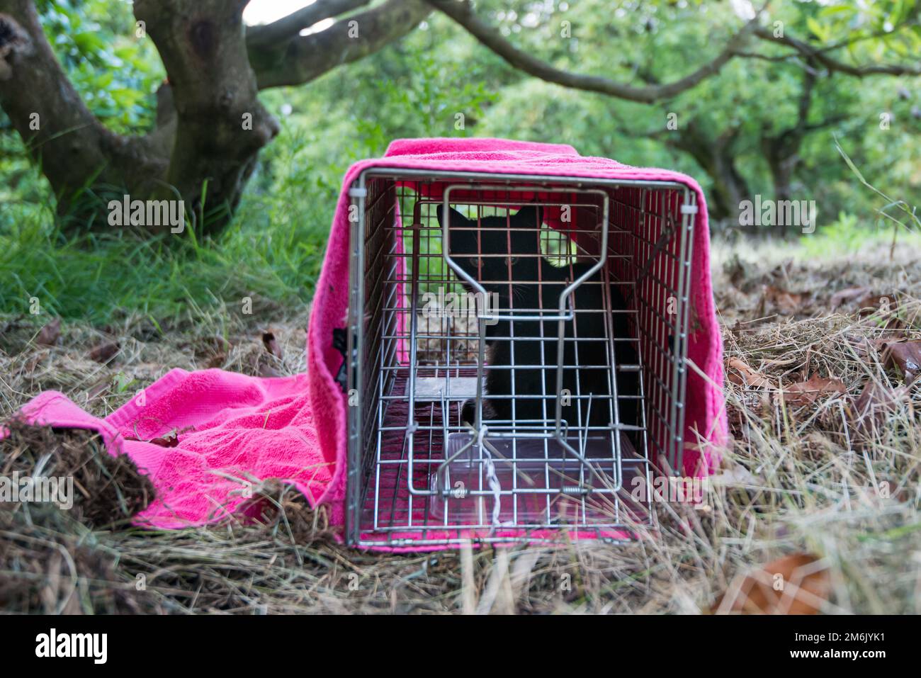 Feral cat in the wild caught in a humane trap Stock Photo Alamy
