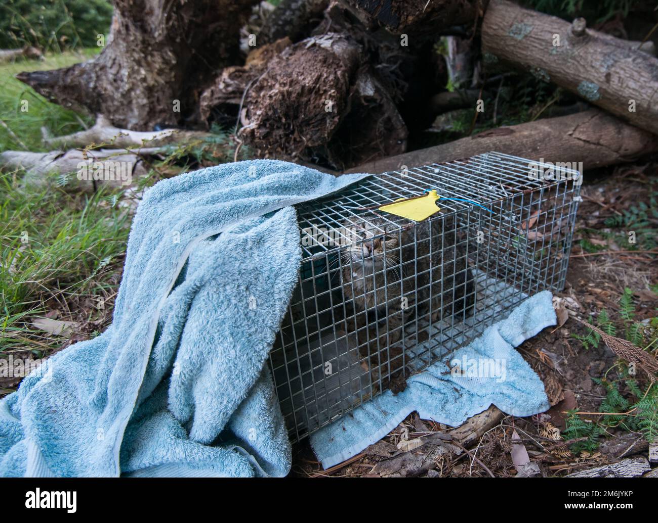 Feral cat in the wild caught in a humane trap Stock Photo Alamy