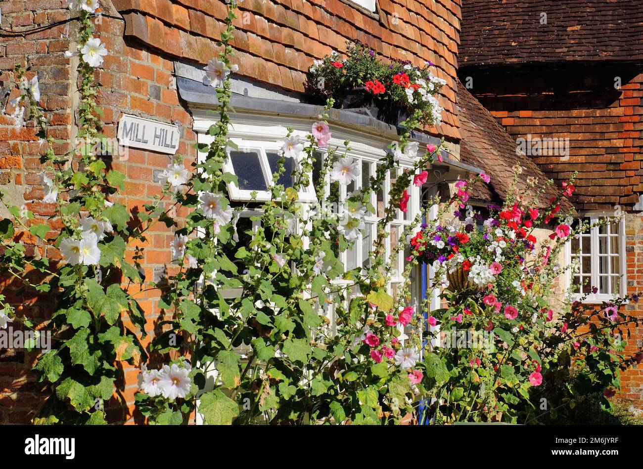 Alresford: Colourful hollyhocks (Alcea) blooming at a period brick house with shingles and bay window in New Alresford, Hampshire, England Stock Photo