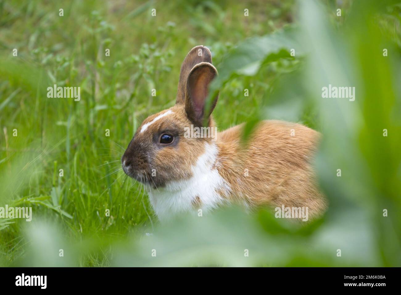 Young Dwarf Rabbit - munching a Parsley leaf Stock Photo - Alamy