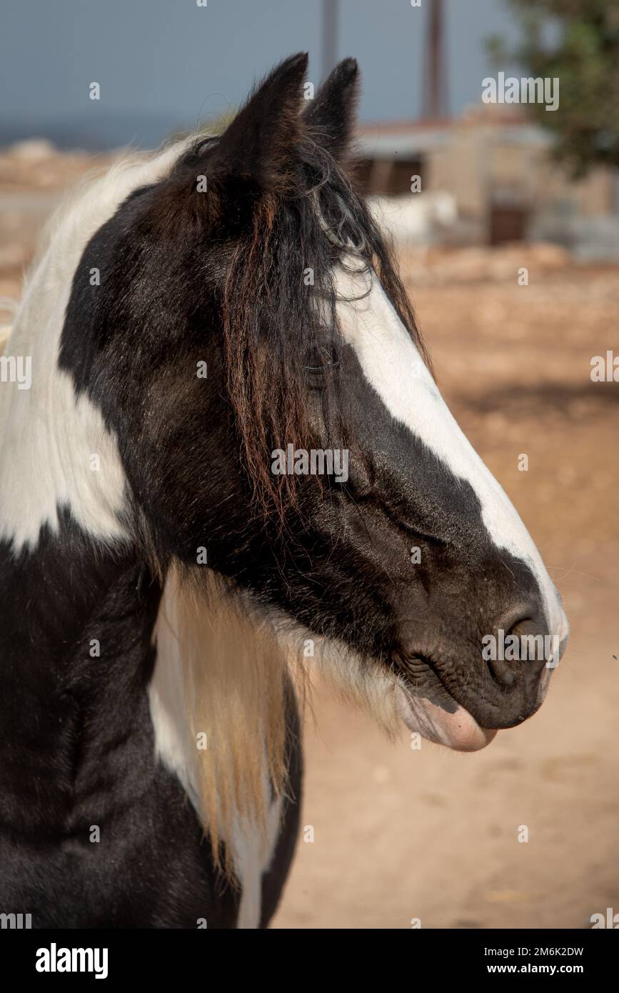 Portrait of a farm horse animal in the field Stock Photo